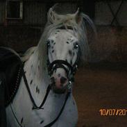 Knabstrupper Rughavens Limbo