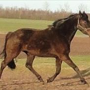 Anden særlig race Lucca Ellenshøj