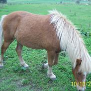 Islænder Djarfur fra Juelsgaard