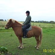 Islænder Djarfur fra Juelsgaard