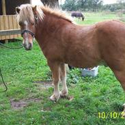 Islænder Djarfur fra Juelsgaard