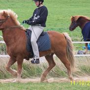 Islænder Djarfur fra Juelsgaard