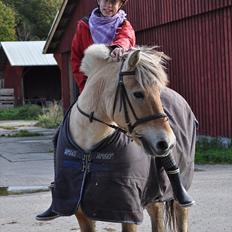 Fjordhest Mads