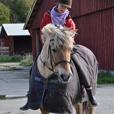 Fjordhest Mads