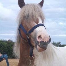 Anden særlig race Prins