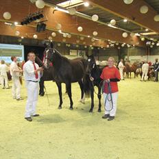 Oldenborg Bella Tisted
