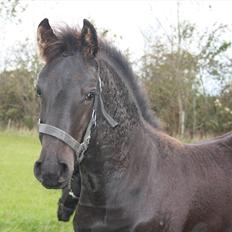 Frieser Vojenslunds Joyce (SOLGT)