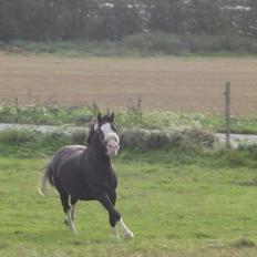 Welsh Pony (sec B) F.H. Bjerregårds Wonder