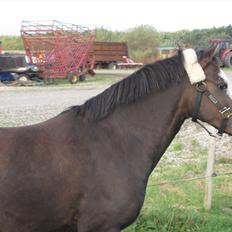 Welsh Pony (sec B) F.H. Bjerregårds Wonder