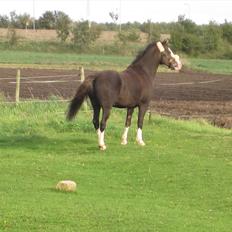 Welsh Pony (sec B) F.H. Bjerregårds Wonder