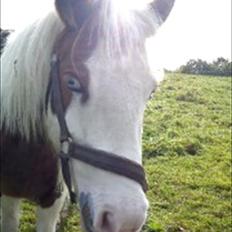Anden særlig race Tulle <3  