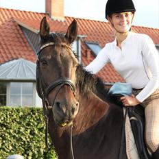 Dansk Varmblod Aristo