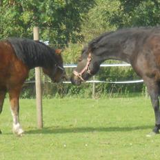 New Forest Elmholts Maritza <3  (Ritten)