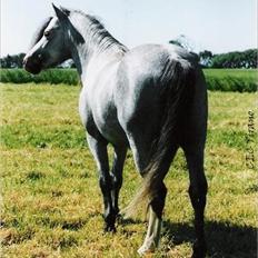 Welsh Mountain (sec A) Friars Grey Light