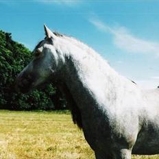 Welsh Mountain (sec A) Friars Grey Light