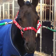 New Forest Hamborgs Bellis "Belle" **SOLGT**