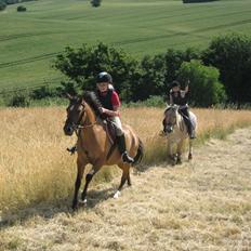 New Forest Migchlsheve´s  Twilight-Elegnce