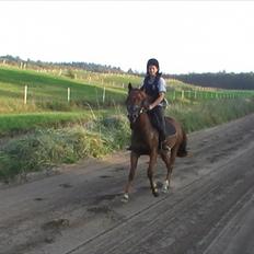 Anden særlig race Højersmindes Figther