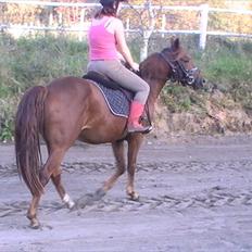 Anden særlig race Højersmindes Figther