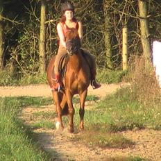 Anden særlig race Højersmindes Figther