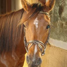 Arabisk fuldblod (OX) cherelda