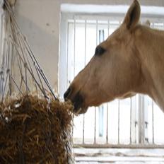 Quarter Jay Jay den dejlige hest jeg passer<3