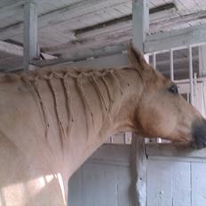 Quarter Jay Jay den dejlige hest jeg passer<3