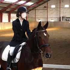 Hollandsk Varmblod Daisy