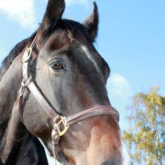 Oldenborg Gunnihus Nino