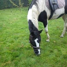 Pinto Stella [Tidl. Part]