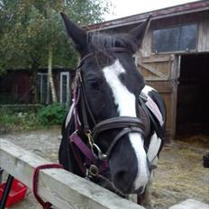 Pinto Stella [Tidl. Part]