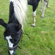 Pinto Stella [Tidl. Part]