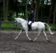 Tysk Sportspony Thengels Knight