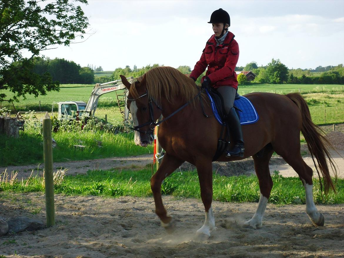 Frederiksborg Elstedgaards Bolero - nyeste billede fra 2011. Det var da lige på tide, han fik en rytter på ryggen igen ;) billede 11