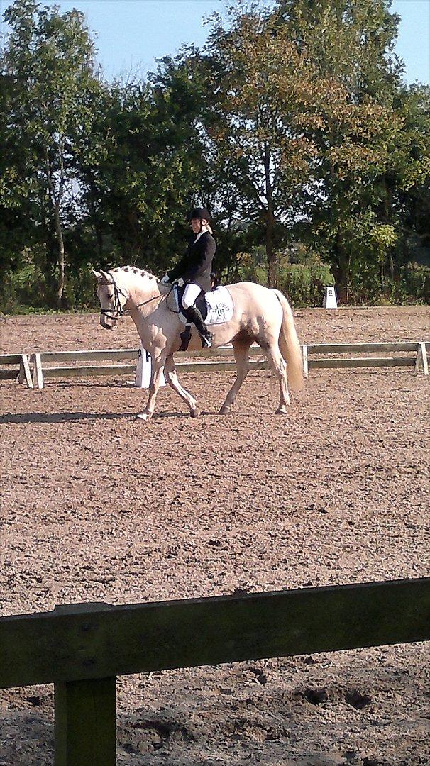 Connemara Bastian Bringsværd  - 'Bastian til stævne. 
2011 billede 10