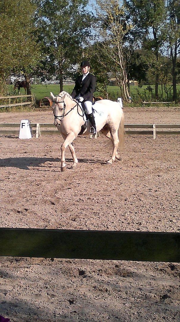 Connemara Bastian Bringsværd  - 'Bastian til stævne.
2011 billede 11