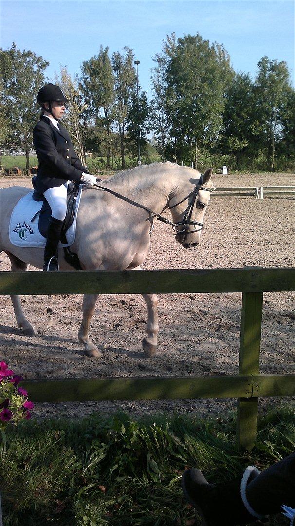 Connemara Bastian Bringsværd  - 'Bastian til stævne.
2011 billede 12