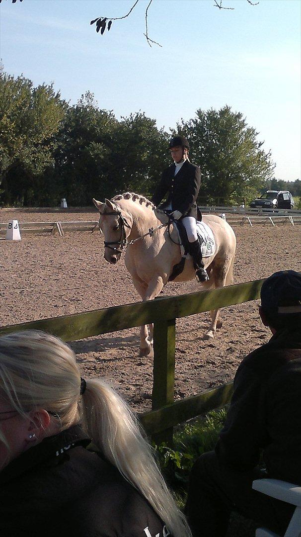 Connemara Bastian Bringsværd  - 'Bastian til stævne.
2011 billede 13