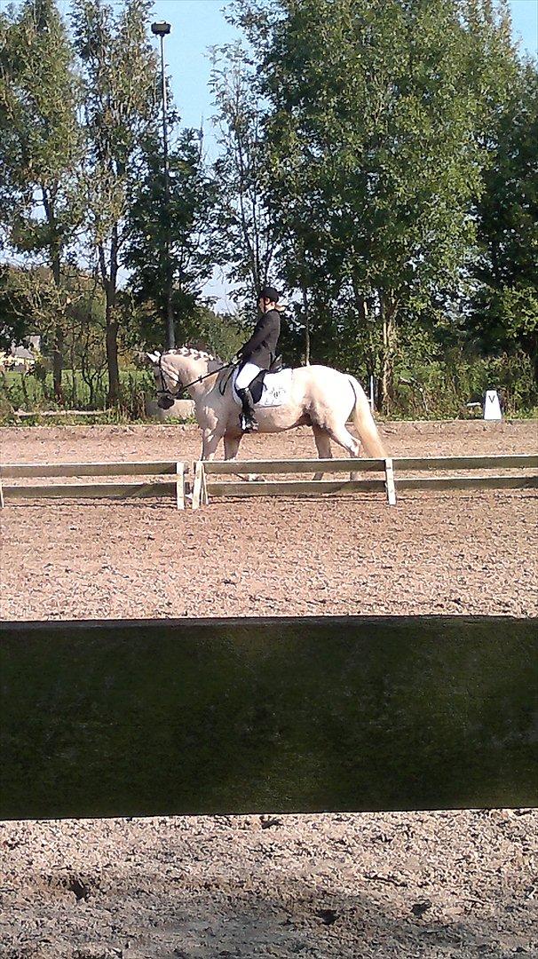 Connemara Bastian Bringsværd  - 'Bastian til stævne.
2011 billede 15