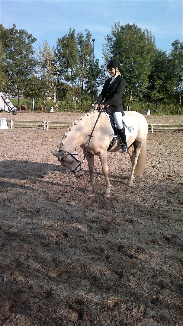 Connemara Bastian Bringsværd  - 'Bastian til stævne.
2011 billede 16