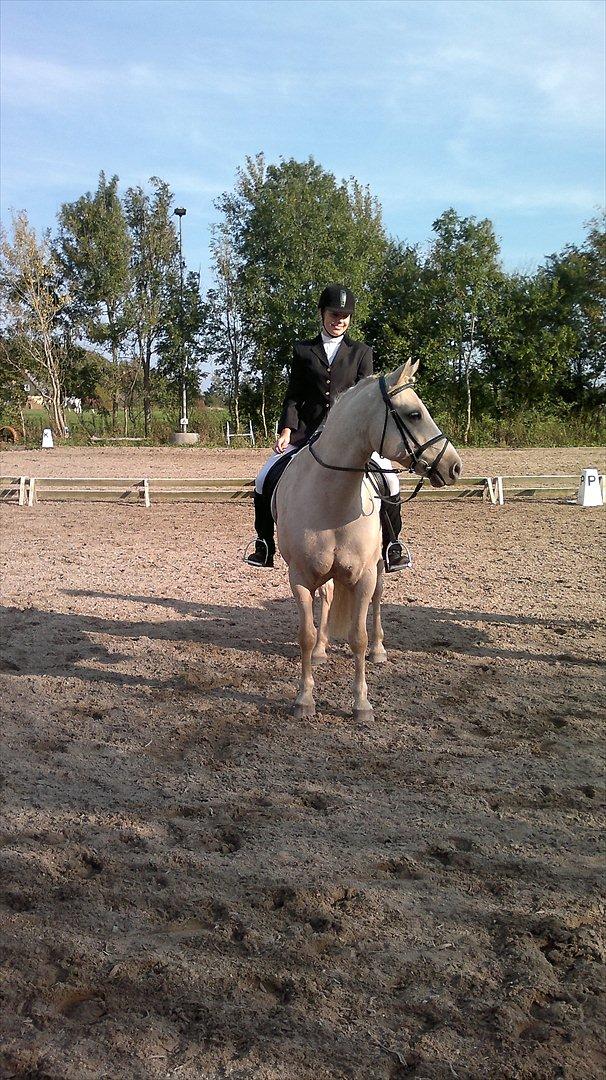 Connemara Bastian Bringsværd  - 'Bastian til stævne.
2011 billede 17