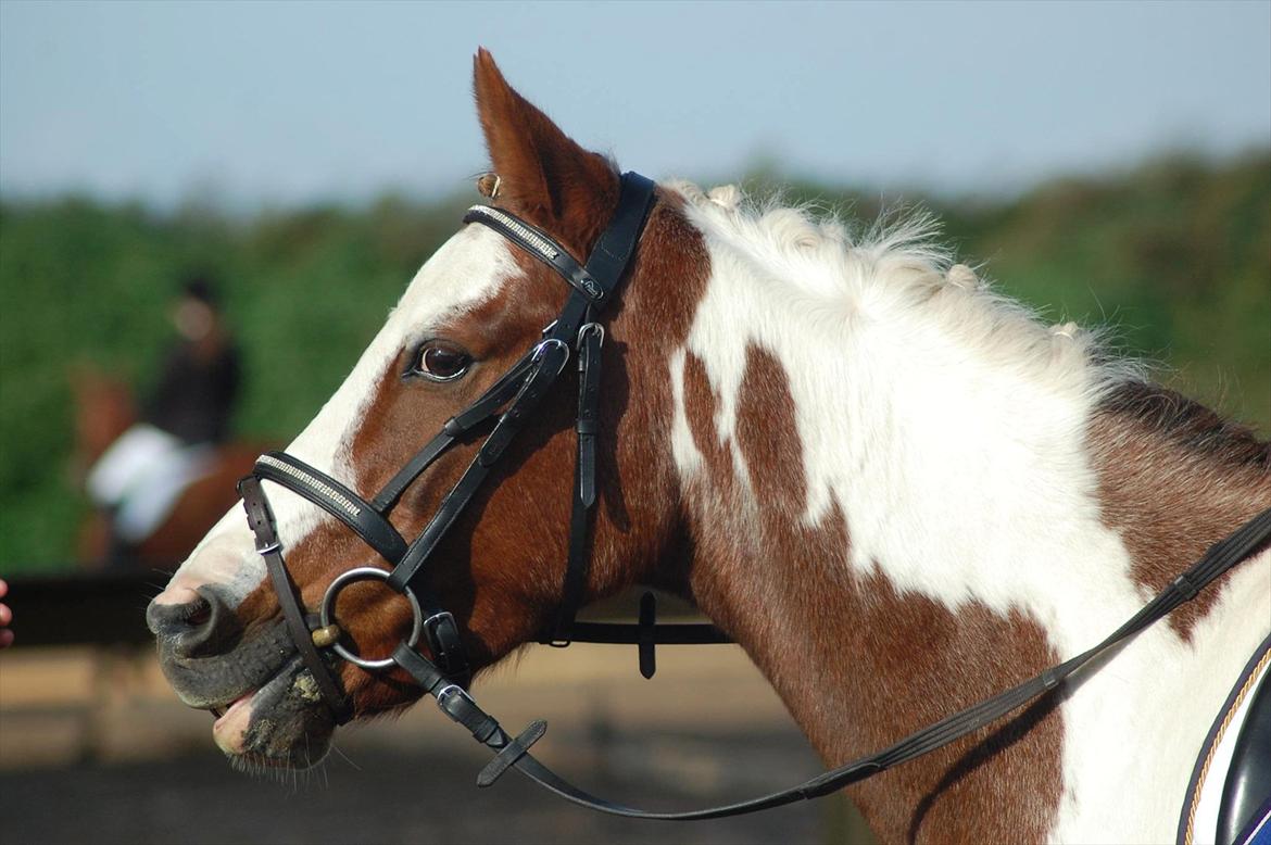 Pinto Bacardi - Der har vi så Bacardi ham selv :D billede 1