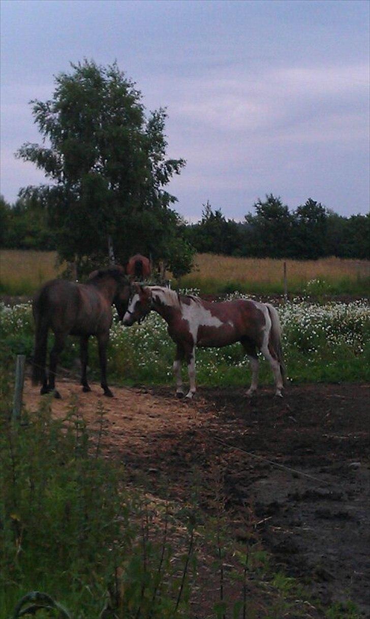 Pinto Bacardi - Den dag jeg mødte Bacardi for første gang 7. juli 2011 *den lykkeligste dag i mit liv* billede 2