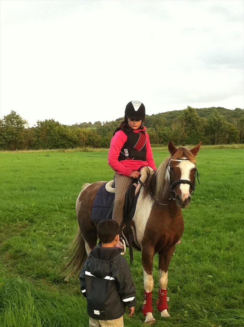 Pinto Bacardi - Når lillebror vil se bassen tæt på :) billede 7