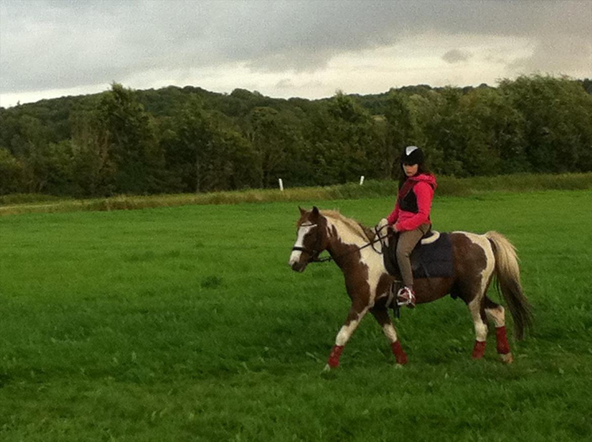 Pinto Bacardi - Trave, trave, trave :) billede 5