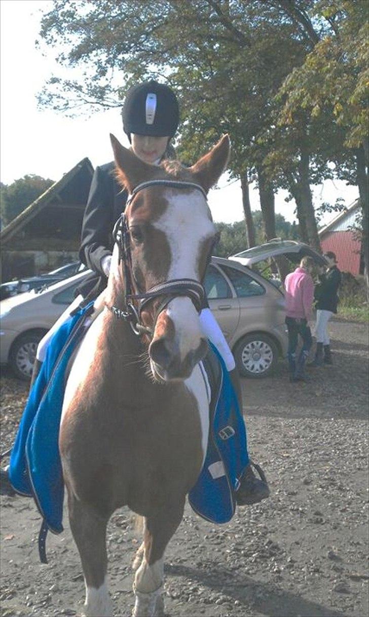 Pinto Bacardi - Efter mig og Bacardis første dressurstævne sammen :) billede 9