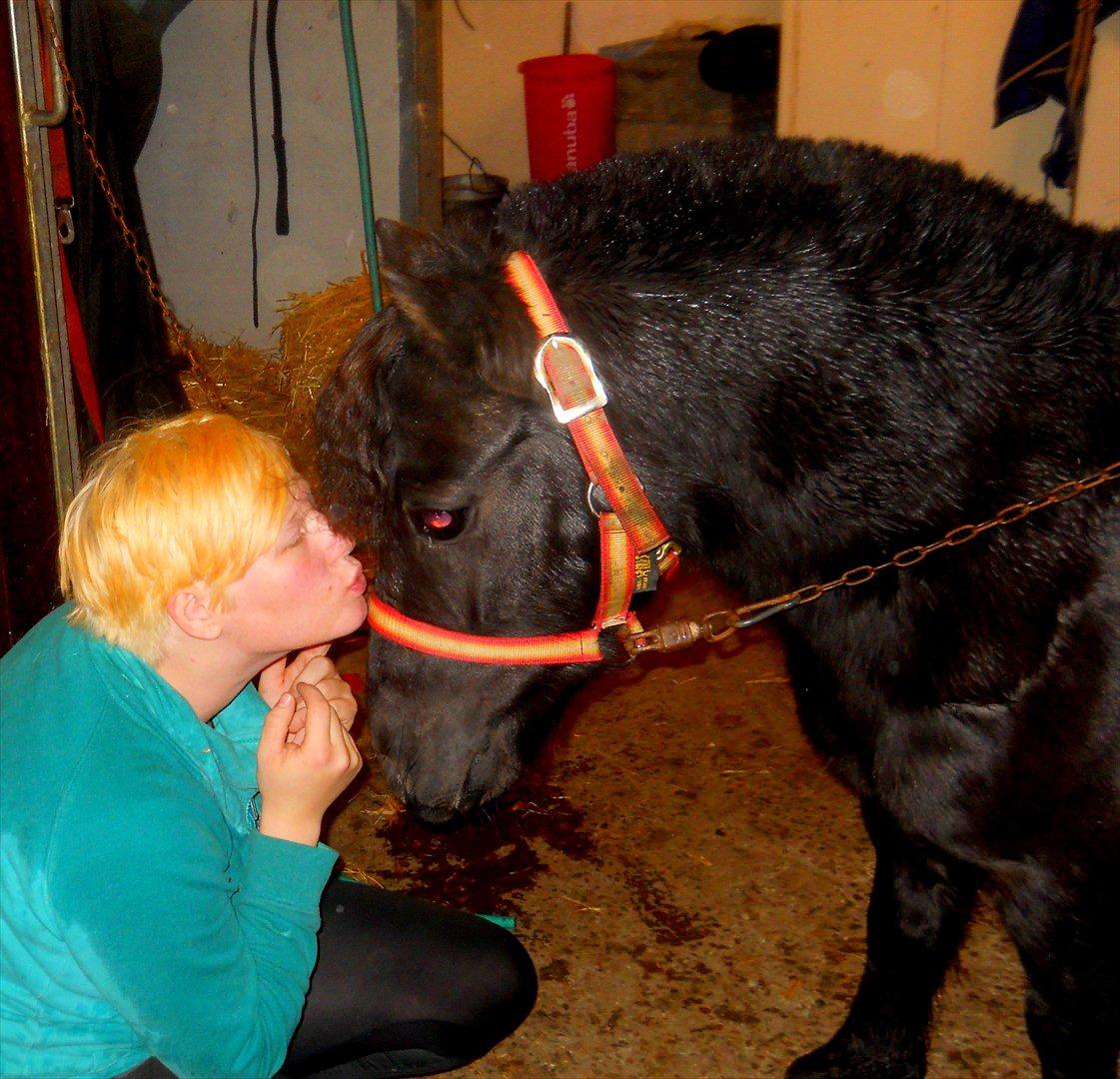 Knabstrupper I Moonlight Shadow billede 16