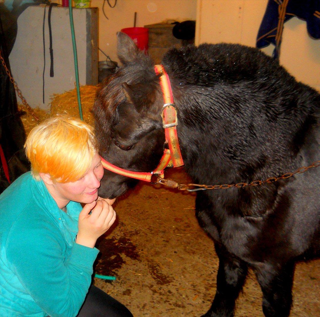 Knabstrupper I Moonlight Shadow billede 17