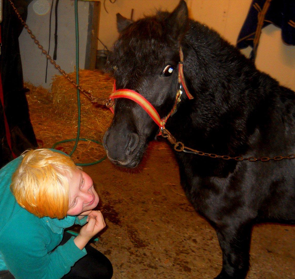 Knabstrupper I Moonlight Shadow billede 19