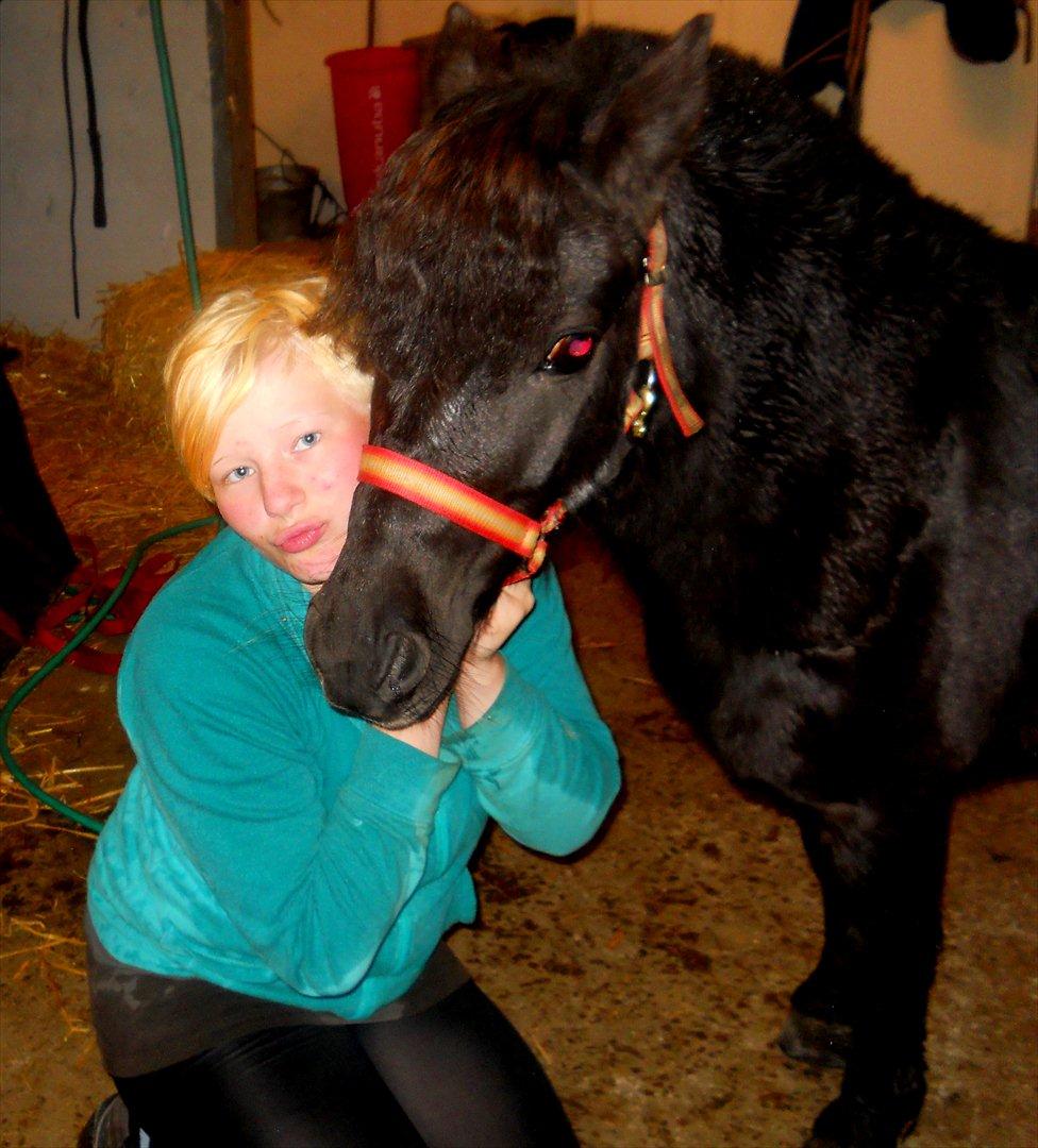 Knabstrupper I Moonlight Shadow billede 20